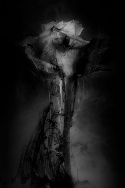 Ann Garrett | Submerged Flowers