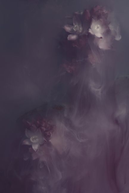 Ann Garrett | Submerged Flowers - Flowering Currant Moody