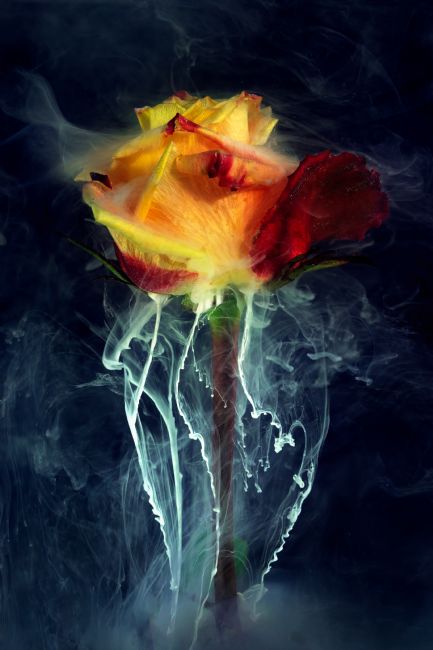 Ann Garrett | Submerged flowers - Yellow Rose
