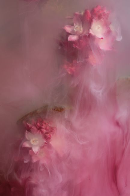 Ann Garrett | Submerged Flowers - Flowering Currant