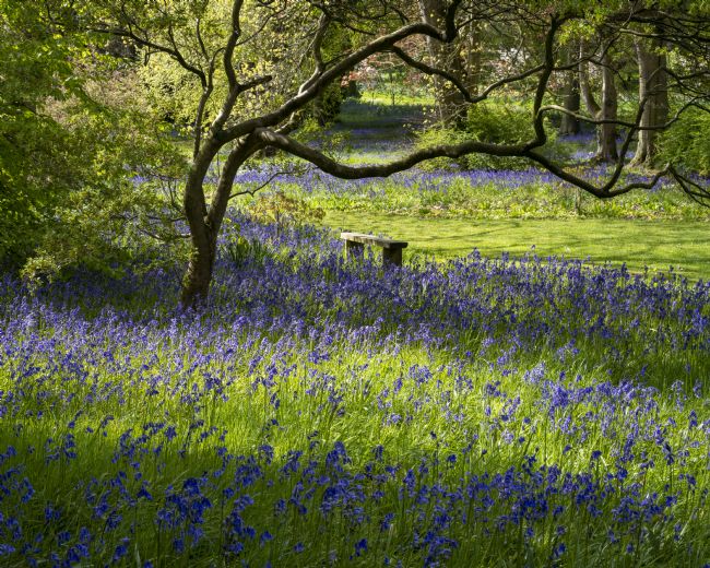 Richard Burdon | Bluebells In The Woods