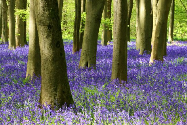 Susan Snow | Bluebell Wood