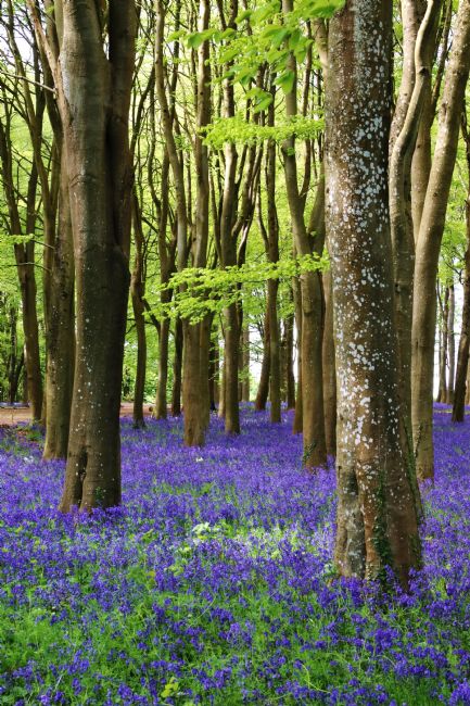 Susan Snow | Bluebell Wood