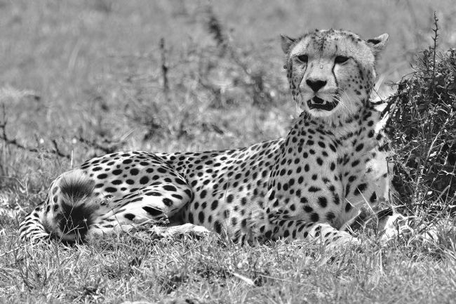 Anila Hussain | Cheetah