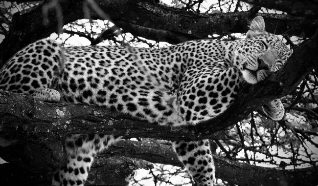 Anila Hussain | A-Leopard in a food coma 