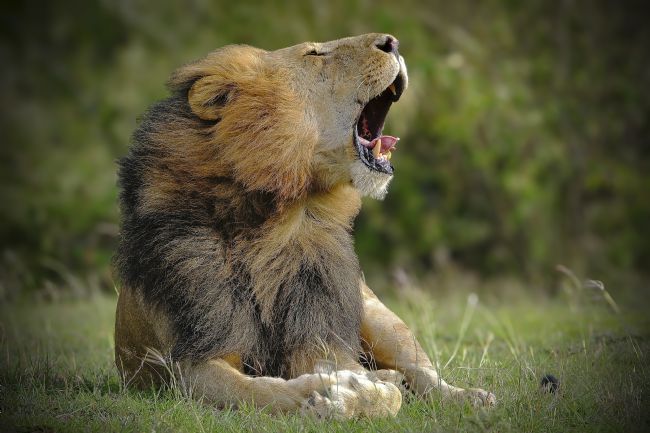 Anila Hussain | A Lions Roar