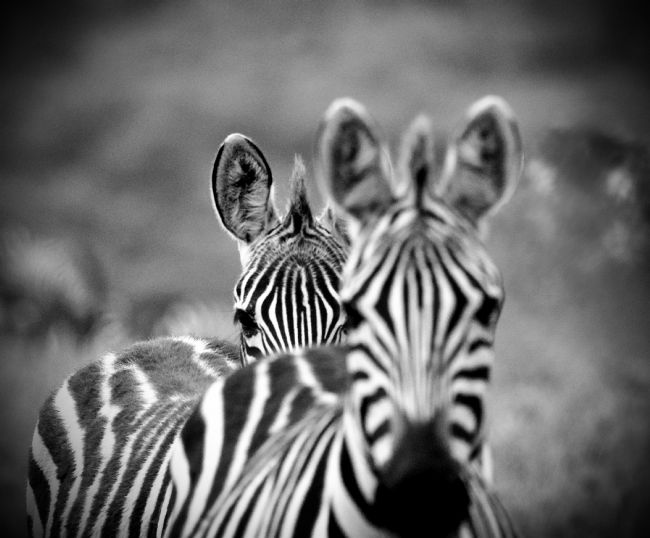Anila Hussain | Twinning