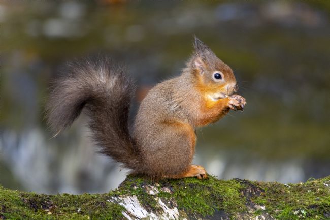 Steve Stamford | Red squirrel and the hazelnut
