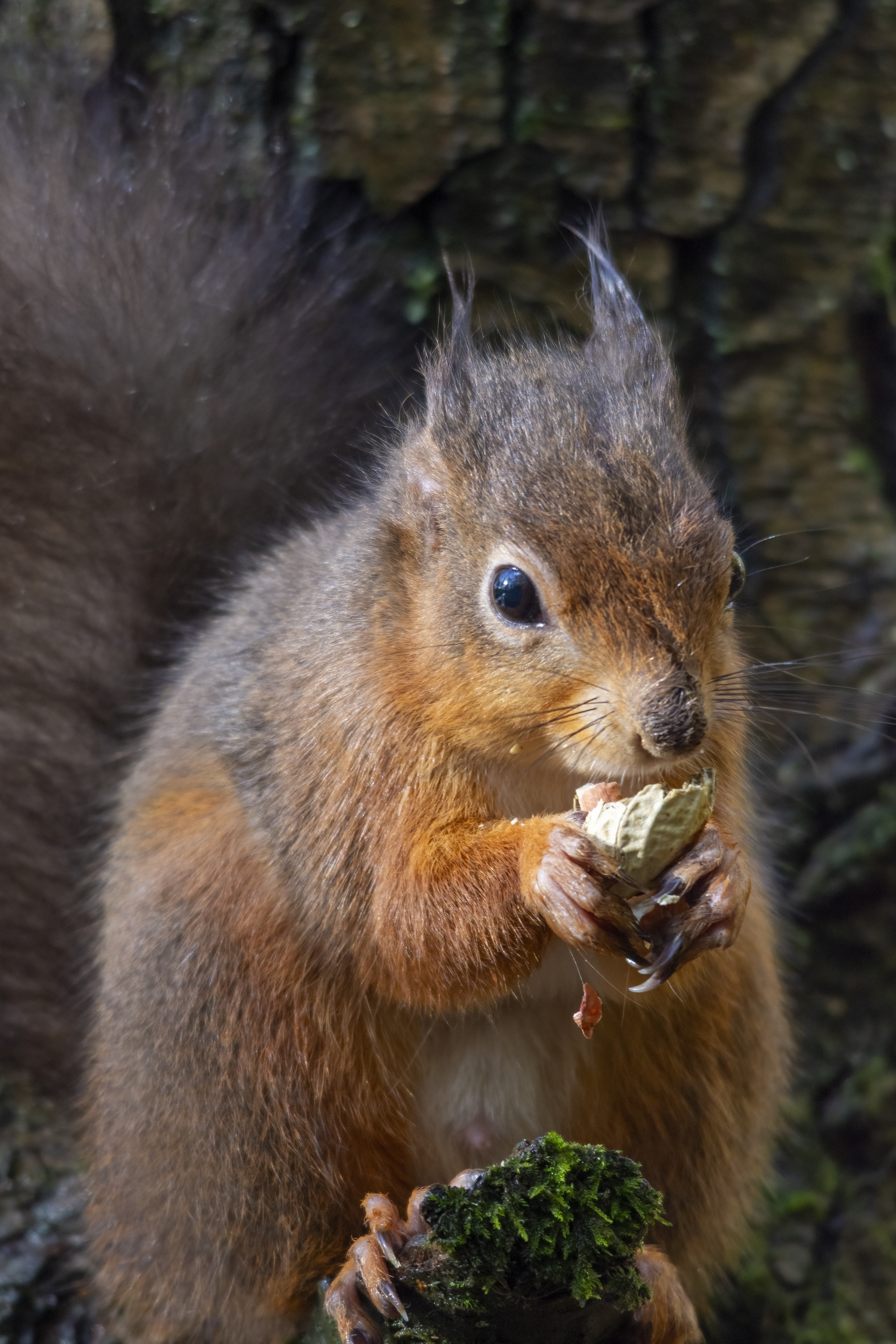 Steve Stamford | Red squirrel lunch