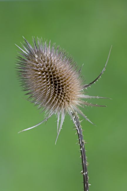 Steve Stamford | Teasel head
