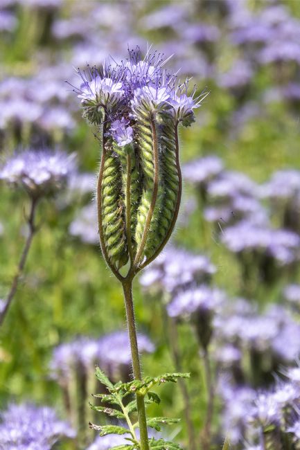 Steve Stamford | Phacelia flower
