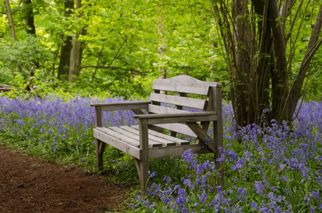 Steve Stamford | Bluebell woodland seat