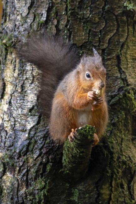 Steve Stamford | Red squirrel and monkey nut