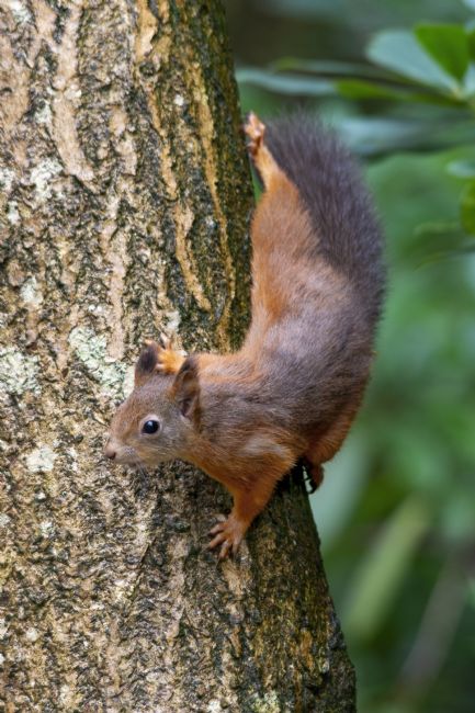 Steve Stamford | Red squirrel descending