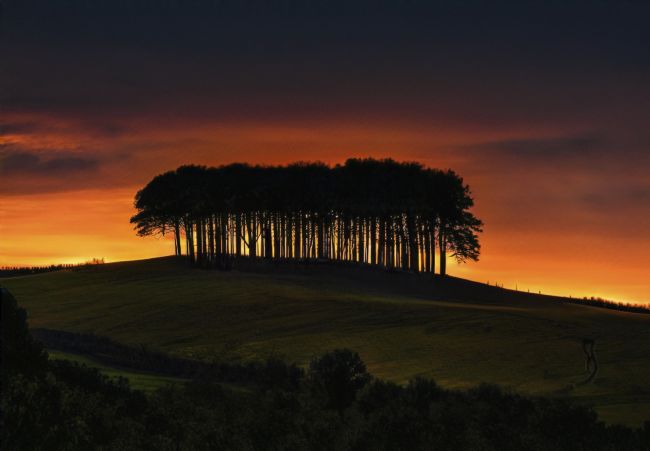 Mary Fletcher | Coming Home Trees Sunset