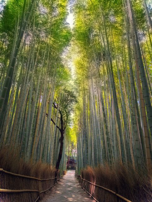 Janet Carmichael | Japanese Bamboo Forest