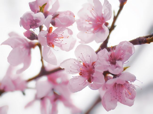 Janet Carmichael | Sakura