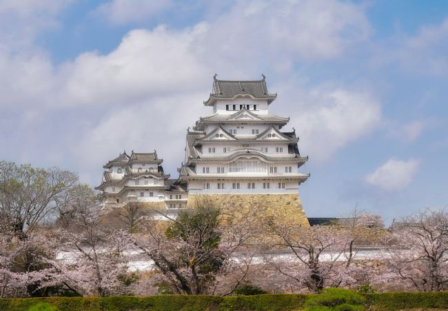 Janet Carmichael | Himeji Castle and Sakura Blossom