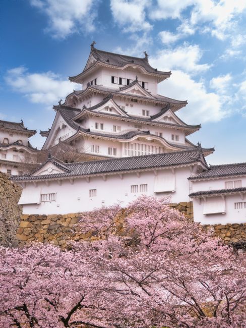 Janet Carmichael | Himeji Castle in Sakura Season