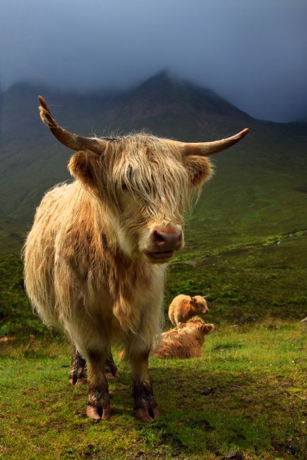 Barbara Jones | Highland Cattle at Sconser Isle of Skye.