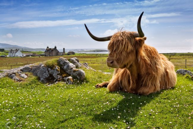 Barbara Jones | Highland Cow at Islibhig Isle of Lewis