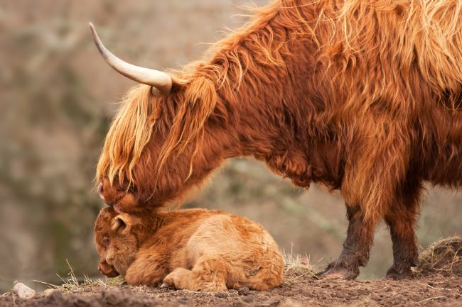 Barbara Jones |  Tender Moment Highland Cow with Calf