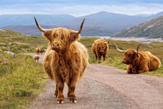 Barbara Jones | Highland Cattle Road Block Kinlochourn Scotland.