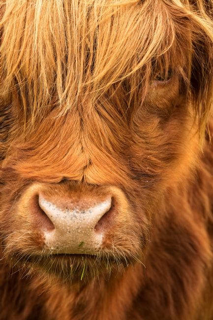 Barbara Jones | Highland Cow Portrait Head Shot Scotland.
