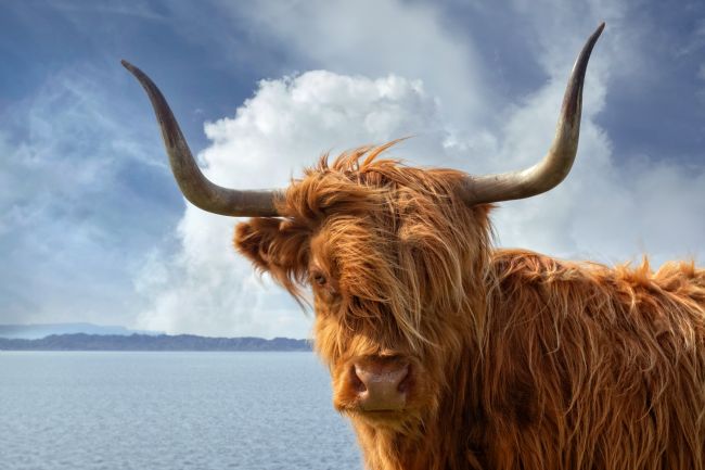 Barbara Jones | Highland Cow Applecross Peninsula NC500 Scotland