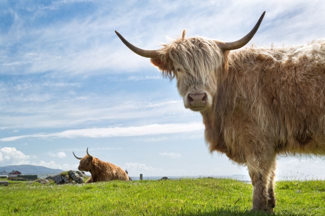 Barbara Jones | Highland Cattle Isle of Lewis Scotland