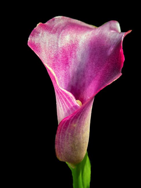Lynn Bolt | Purple Calla Lily