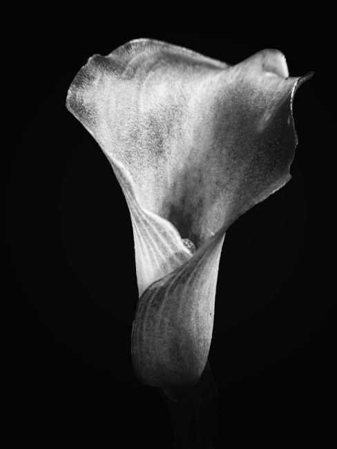 Lynn Bolt | Calla Lilly 