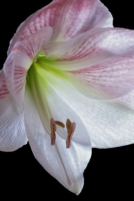 Lynn Bolt | Amaryllis on Black