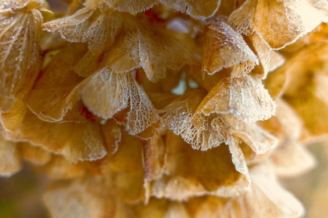 Lynn Bolt | Golden Hydrangea