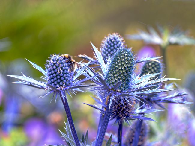 Lynn Bolt | Sea Holly
