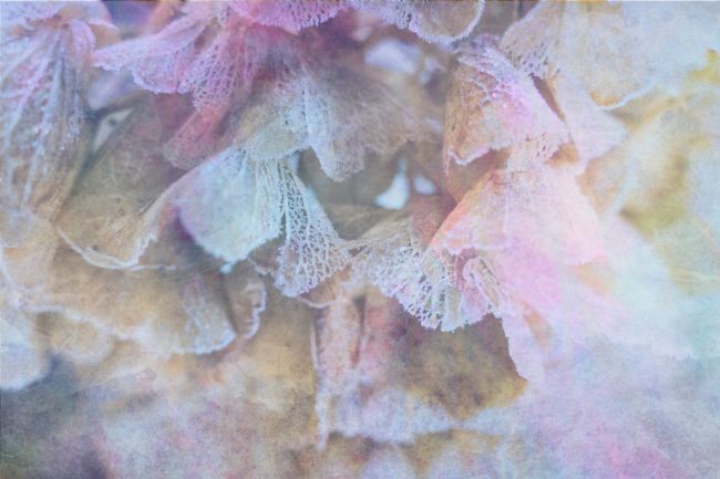 Lynn Bolt | Frosted Hydrangea with Textures