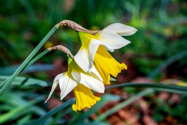 Gordon Maclaren | Welsh Daffodils in Bloom