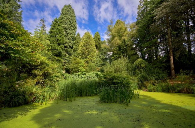 Gordon Maclaren | Cefn Onn Pond, Cardiff, Summer Serenity