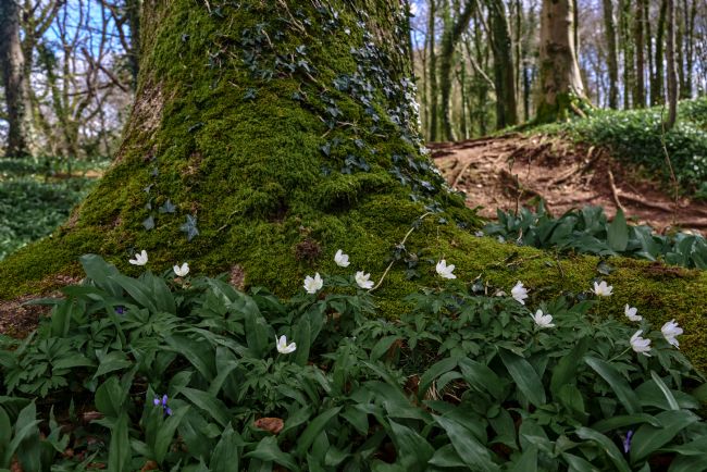 Gordon Maclaren | Wild Garlic, Spring, Forest Fawr Woodland