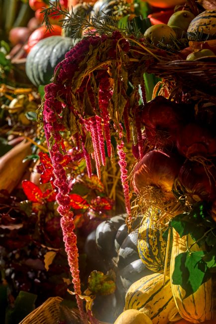 Gordon Maclaren | Love-Lies-Bleeding, Pumpkins, Autumn