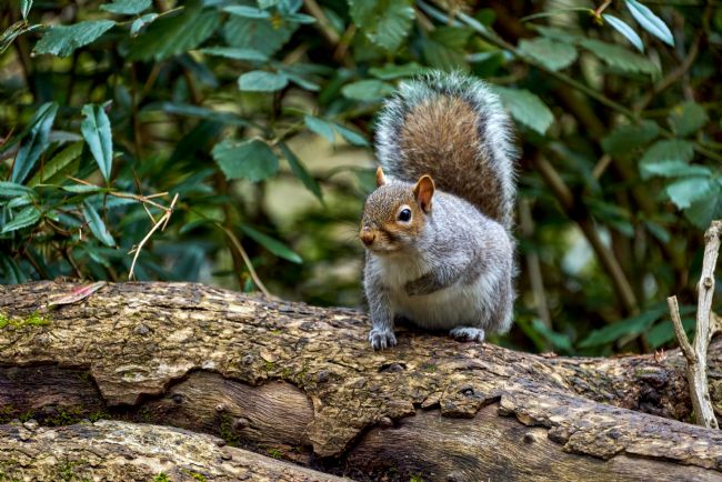 Gordon Maclaren | Grey Squirrel in Roath Park Cardiff