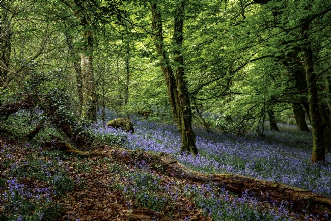 Gordon Maclaren | Welsh Woodland Bluebells