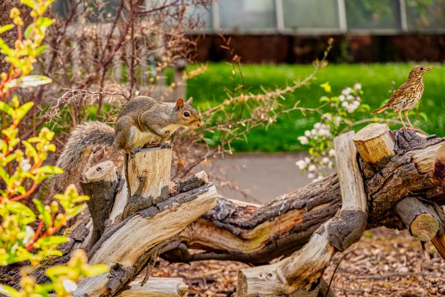 Gordon Maclaren | Squirrel and Song Thrush, Roath Park, Cardiff