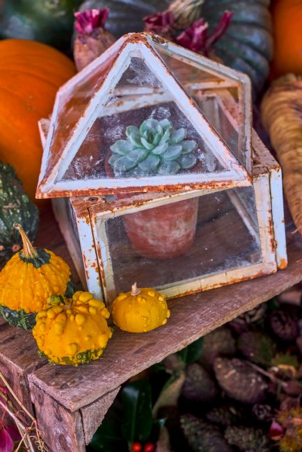 Gordon Maclaren | Autumn Pumpkins: Vibrant Still Life Display