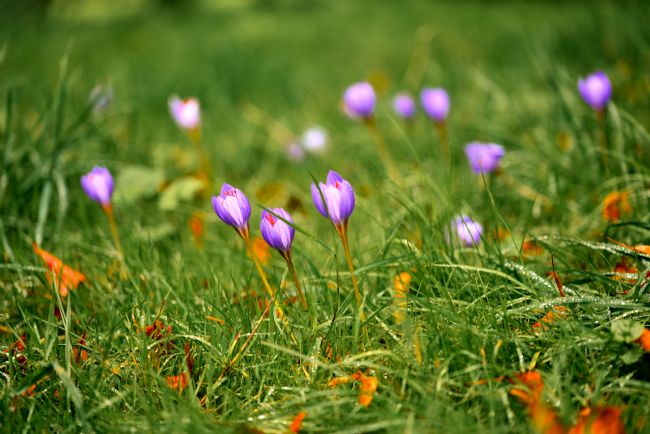 Gordon Maclaren | Beautiful Autumn Crocus in Cardiff