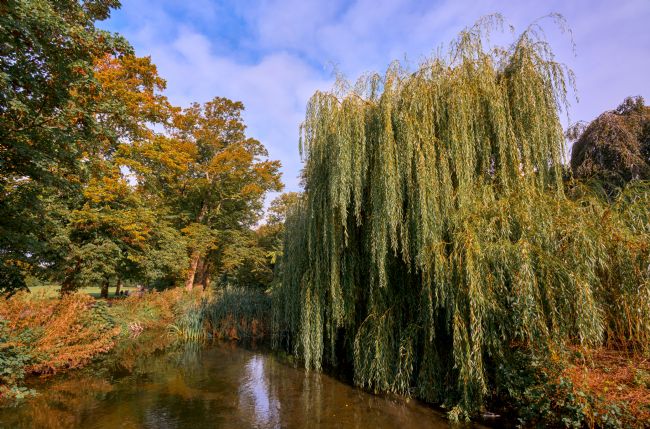 Gordon Maclaren | Autumn Bute Park Cardiff