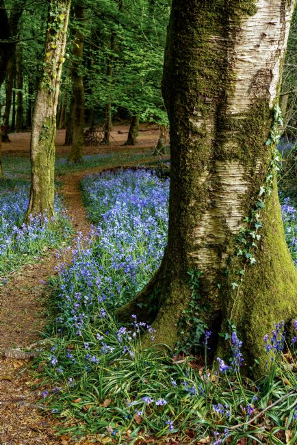 Gordon Maclaren | Bluebells in Wenallt Woodlands, Cardiff