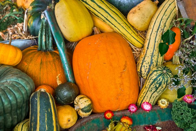 Gordon Maclaren | Vibrant Autumn Pumpkins and Squash