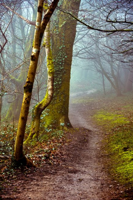 Gordon Maclaren | Woodland Mist, the Wenallt, Cardiff
