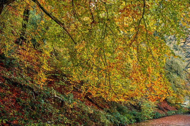 Gordon Maclaren | Autumn Beech Tree, Monmouthshire and Brecon Canal